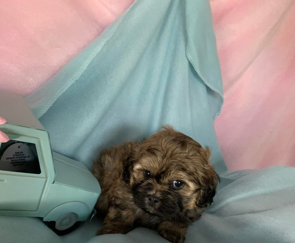 Shih Tzu Puppies for Sale Zeigler IL, Toy Poodle Puppies for Sale Zeigler IL, Shih Tzu Breeder in Zeigler IL, Toy Poodle Breeder in Zeigler IL, Healthy Shih Tzu Puppies for Sale, Top-Quality Toy Poodle Puppies, AKC Shih Tzu and Toy Poodles, Shih Tzu Puppies Near Me, Small Breed Puppies for Sale in Illinois, Hypoallergenic Shih Tzu and Toy Poodles