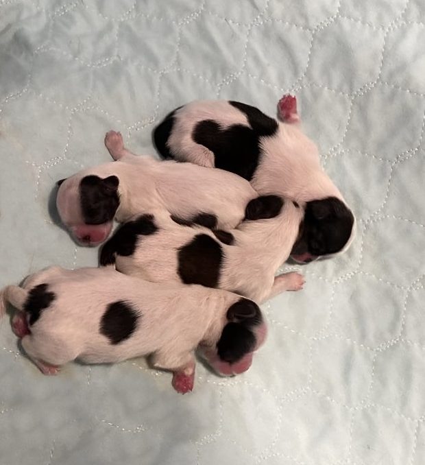 Shih Tzu Puppies for Sale Zeigler IL, Toy Poodle Puppies for Sale Zeigler IL, Shih Tzu Breeder in Zeigler IL, Toy Poodle Breeder in Zeigler IL, Healthy Shih Tzu Puppies for Sale, Top-Quality Toy Poodle Puppies, AKC Shih Tzu and Toy Poodles, Shih Tzu Puppies Near Me, Small Breed Puppies for Sale in Illinois, Hypoallergenic Shih Tzu and Toy Poodles