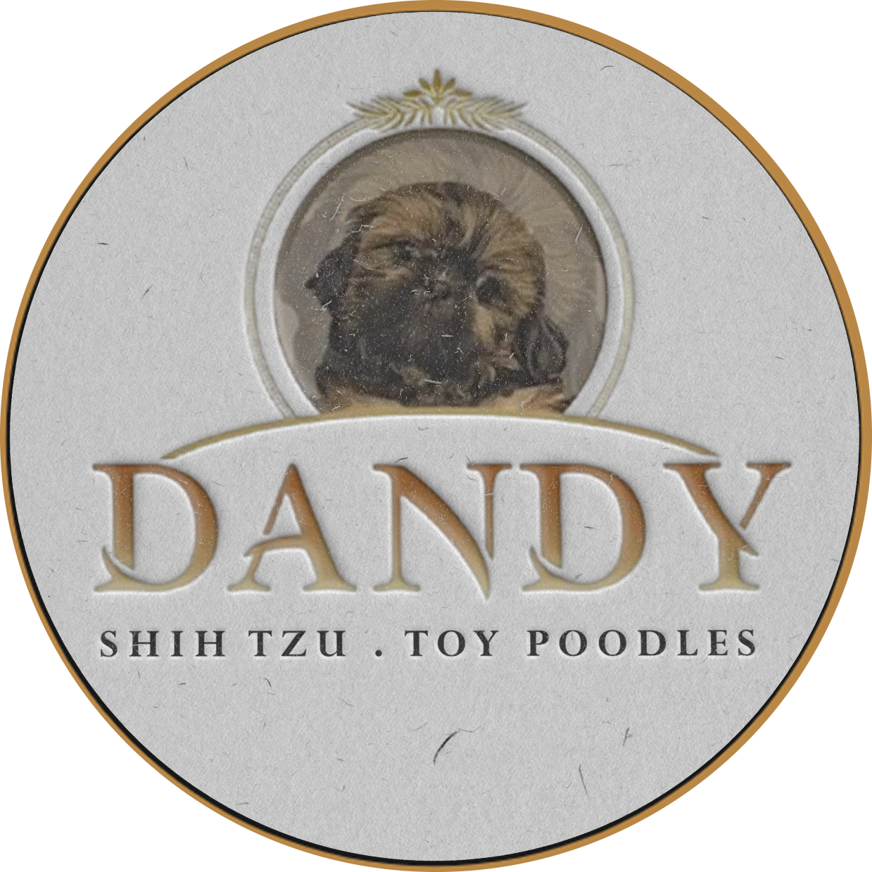 Ethical Shih Tzu breeder in Zeigler IL, Shih Tzu Puppies for Sale Zeigler IL, Toy Poodle Puppies for Sale Zeigler IL, Shih Tzu Breeder in Zeigler IL, Toy Poodle Breeder in Zeigler IL, Healthy Shih Tzu Puppies for Sale, Top-Quality Toy Poodle Puppies, AKC Shih Tzu and Toy Poodles, Shih Tzu Puppies Near Me, Small Breed Puppies for Sale in Illinois, Hypoallergenic Shih Tzu and Toy Poodles