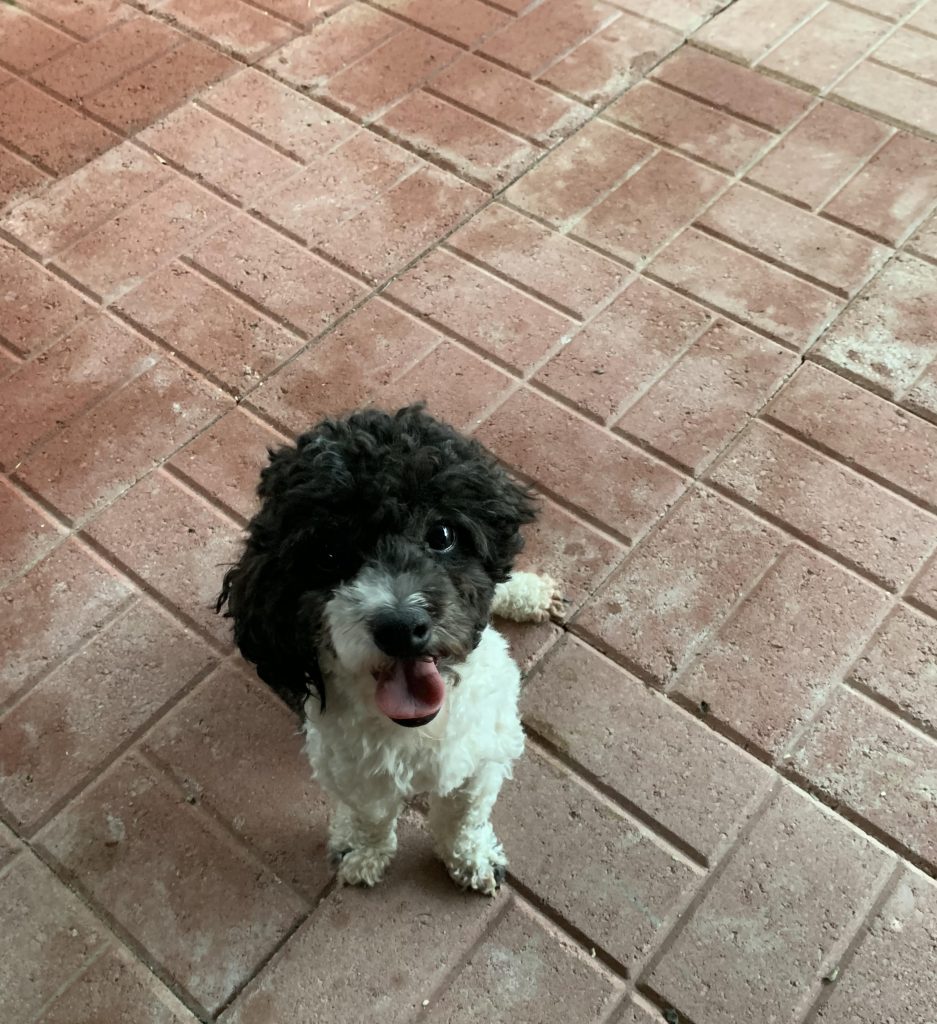 Shih Tzu Puppies for Sale Zeigler IL, Toy Poodle Puppies for Sale Zeigler IL, Shih Tzu Breeder in Zeigler IL, Toy Poodle Breeder in Zeigler IL, Healthy Shih Tzu Puppies for Sale, Top-Quality Toy Poodle Puppies, AKC Shih Tzu and Toy Poodles, Shih Tzu Puppies Near Me, Small Breed Puppies for Sale in Illinois, Hypoallergenic Shih Tzu and Toy Poodles