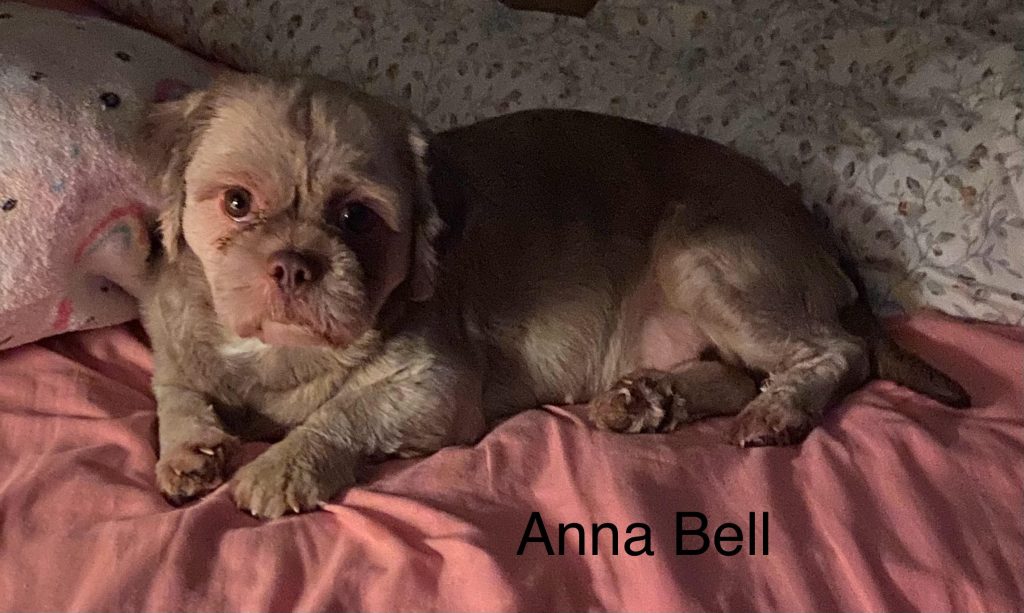 Shih Tzu Puppies for Sale Zeigler IL, Toy Poodle Puppies for Sale Zeigler IL, Shih Tzu Breeder in Zeigler IL, Toy Poodle Breeder in Zeigler IL, Healthy Shih Tzu Puppies for Sale, Top-Quality Toy Poodle Puppies, AKC Shih Tzu and Toy Poodles, Shih Tzu Puppies Near Me, Small Breed Puppies for Sale in Illinois, Hypoallergenic Shih Tzu and Toy Poodles