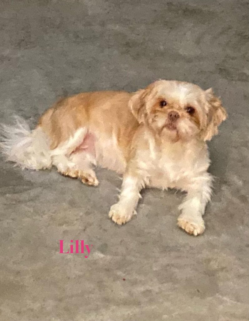 Shih Tzu Puppies for Sale Zeigler IL, Toy Poodle Puppies for Sale Zeigler IL, Shih Tzu Breeder in Zeigler IL, Toy Poodle Breeder in Zeigler IL, Healthy Shih Tzu Puppies for Sale, Top-Quality Toy Poodle Puppies, AKC Shih Tzu and Toy Poodles, Shih Tzu Puppies Near Me, Small Breed Puppies for Sale in Illinois, Hypoallergenic Shih Tzu and Toy Poodles