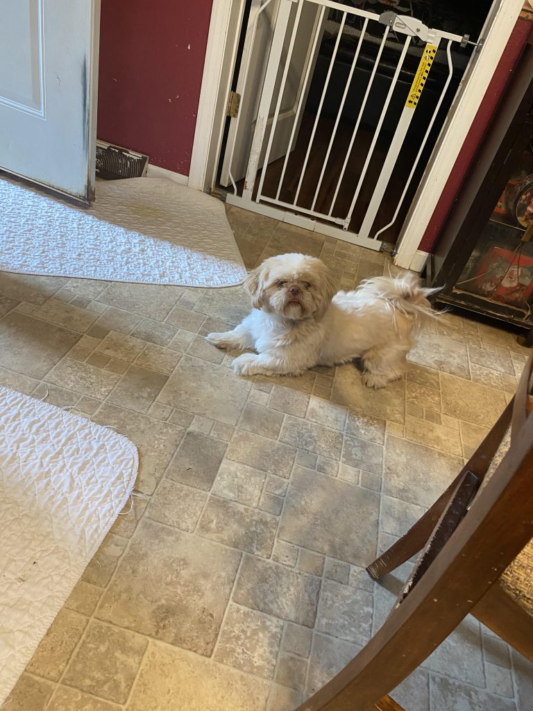 Shih Tzu Puppies for Sale Zeigler IL, Toy Poodle Puppies for Sale Zeigler IL, Shih Tzu Breeder in Zeigler IL, Toy Poodle Breeder in Zeigler IL, Healthy Shih Tzu Puppies for Sale, Top-Quality Toy Poodle Puppies, AKC Shih Tzu and Toy Poodles, Shih Tzu Puppies Near Me, Small Breed Puppies for Sale in Illinois, Hypoallergenic Shih Tzu and Toy Poodles