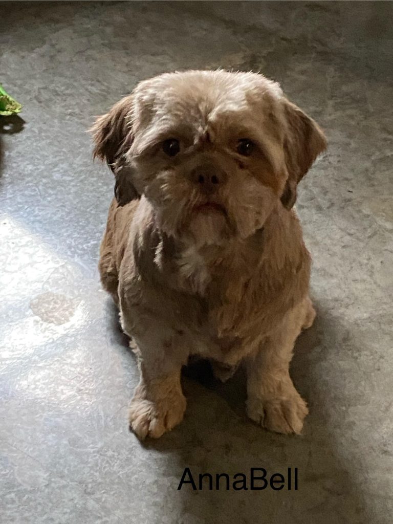 Shih Tzu Puppies for Sale Zeigler IL, Toy Poodle Puppies for Sale Zeigler IL, Shih Tzu Breeder in Zeigler IL, Toy Poodle Breeder in Zeigler IL, Healthy Shih Tzu Puppies for Sale, Top-Quality Toy Poodle Puppies, AKC Shih Tzu and Toy Poodles, Shih Tzu Puppies Near Me, Small Breed Puppies for Sale in Illinois, Hypoallergenic Shih Tzu and Toy Poodles