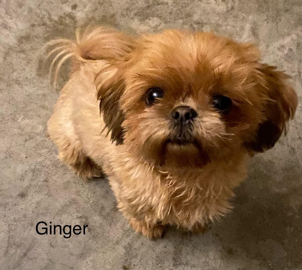 Shih Tzu Puppies for Sale Zeigler IL, Toy Poodle Puppies for Sale Zeigler IL, Shih Tzu Breeder in Zeigler IL, Toy Poodle Breeder in Zeigler IL, Healthy Shih Tzu Puppies for Sale, Top-Quality Toy Poodle Puppies, AKC Shih Tzu and Toy Poodles, Shih Tzu Puppies Near Me, Small Breed Puppies for Sale in Illinois, Hypoallergenic Shih Tzu and Toy Poodles