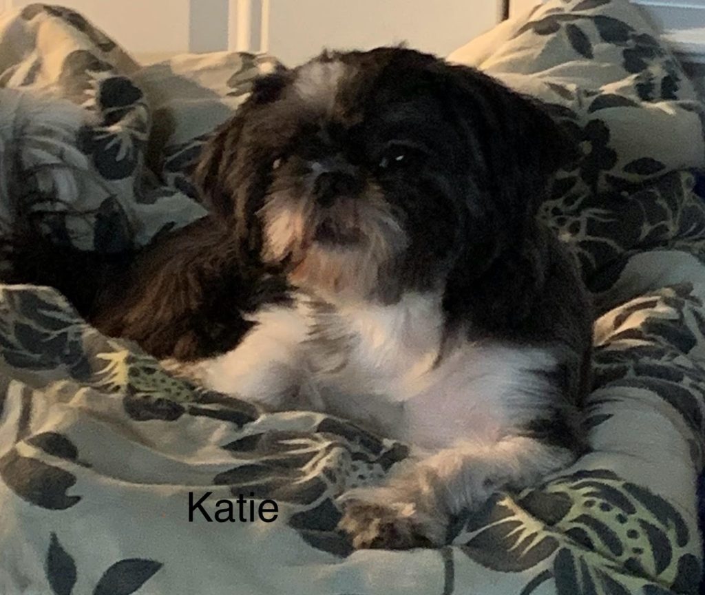 Shih Tzu Puppies for Sale Zeigler IL, Toy Poodle Puppies for Sale Zeigler IL, Shih Tzu Breeder in Zeigler IL, Toy Poodle Breeder in Zeigler IL, Healthy Shih Tzu Puppies for Sale, Top-Quality Toy Poodle Puppies, AKC Shih Tzu and Toy Poodles, Shih Tzu Puppies Near Me, Small Breed Puppies for Sale in Illinois, Hypoallergenic Shih Tzu and Toy Poodles