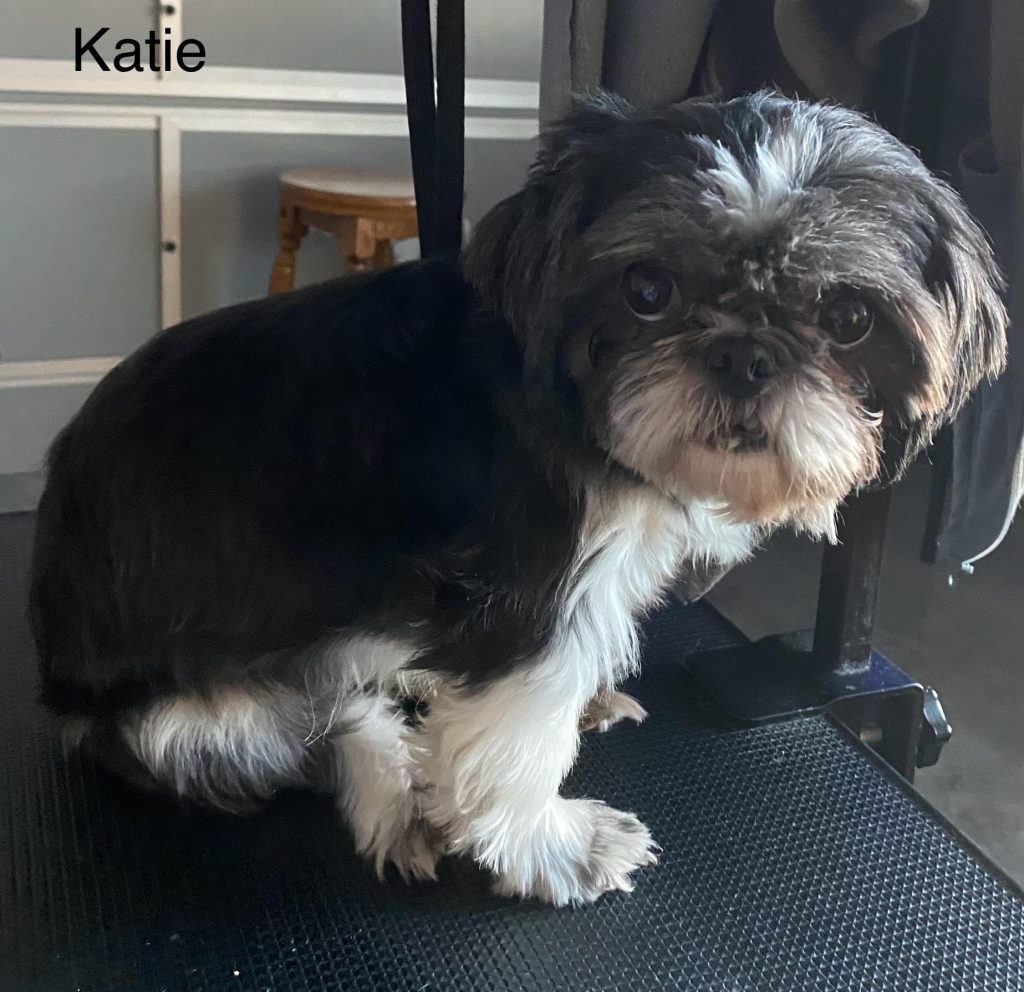 Shih Tzu Puppies for Sale Zeigler IL, Toy Poodle Puppies for Sale Zeigler IL, Shih Tzu Breeder in Zeigler IL, Toy Poodle Breeder in Zeigler IL, Healthy Shih Tzu Puppies for Sale, Top-Quality Toy Poodle Puppies, AKC Shih Tzu and Toy Poodles, Shih Tzu Puppies Near Me, Small Breed Puppies for Sale in Illinois, Hypoallergenic Shih Tzu and Toy Poodles