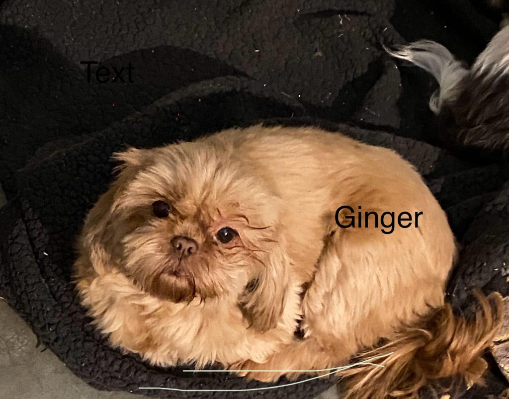 Shih Tzu Puppies for Sale Zeigler IL, Toy Poodle Puppies for Sale Zeigler IL, Shih Tzu Breeder in Zeigler IL, Toy Poodle Breeder in Zeigler IL, Healthy Shih Tzu Puppies for Sale, Top-Quality Toy Poodle Puppies, AKC Shih Tzu and Toy Poodles, Shih Tzu Puppies Near Me, Small Breed Puppies for Sale in Illinois, Hypoallergenic Shih Tzu and Toy Poodles