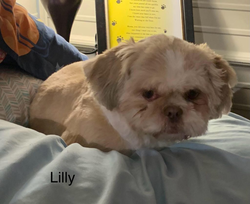 Shih Tzu Puppies for Sale Zeigler IL, Toy Poodle Puppies for Sale Zeigler IL, Shih Tzu Breeder in Zeigler IL, Toy Poodle Breeder in Zeigler IL, Healthy Shih Tzu Puppies for Sale, Top-Quality Toy Poodle Puppies, AKC Shih Tzu and Toy Poodles, Shih Tzu Puppies Near Me, Small Breed Puppies for Sale in Illinois, Hypoallergenic Shih Tzu and Toy Poodles