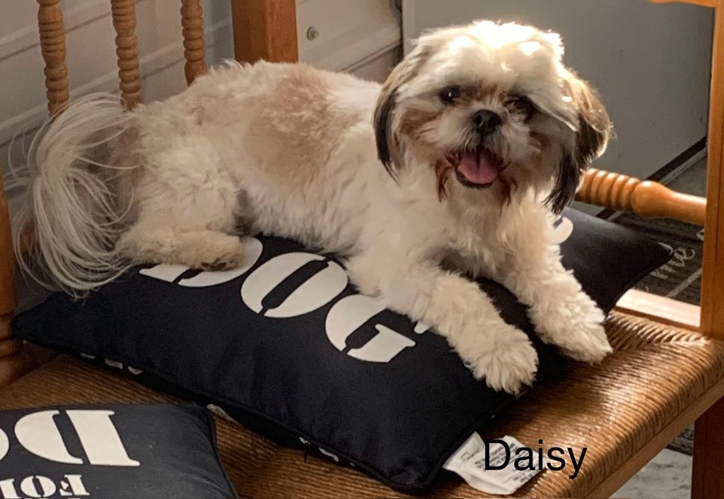 Shih Tzu Puppies for Sale Zeigler IL, Toy Poodle Puppies for Sale Zeigler IL, Shih Tzu Breeder in Zeigler IL, Toy Poodle Breeder in Zeigler IL, Healthy Shih Tzu Puppies for Sale, Top-Quality Toy Poodle Puppies, AKC Shih Tzu and Toy Poodles, Shih Tzu Puppies Near Me, Small Breed Puppies for Sale in Illinois, Hypoallergenic Shih Tzu and Toy Poodles