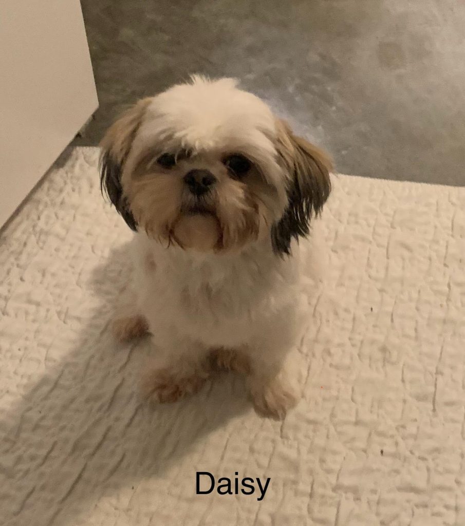 Shih Tzu Puppies for Sale Zeigler IL, Toy Poodle Puppies for Sale Zeigler IL, Shih Tzu Breeder in Zeigler IL, Toy Poodle Breeder in Zeigler IL, Healthy Shih Tzu Puppies for Sale, Top-Quality Toy Poodle Puppies, AKC Shih Tzu and Toy Poodles, Shih Tzu Puppies Near Me, Small Breed Puppies for Sale in Illinois, Hypoallergenic Shih Tzu and Toy Poodles