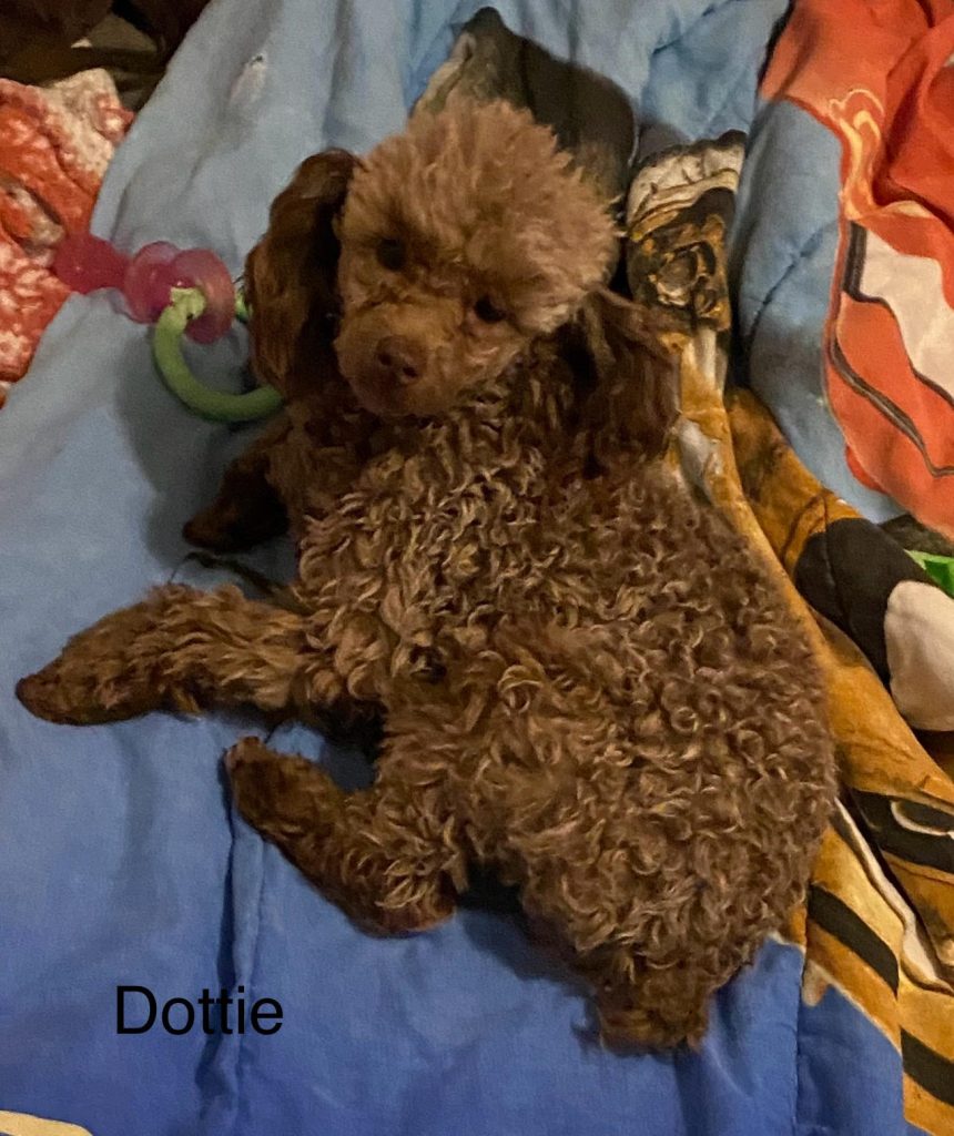 Shih Tzu Puppies for Sale Zeigler IL, Toy Poodle Puppies for Sale Zeigler IL, Shih Tzu Breeder in Zeigler IL, Toy Poodle Breeder in Zeigler IL, Healthy Shih Tzu Puppies for Sale, Top-Quality Toy Poodle Puppies, AKC Shih Tzu and Toy Poodles, Shih Tzu Puppies Near Me, Small Breed Puppies for Sale in Illinois, Hypoallergenic Shih Tzu and Toy Poodles