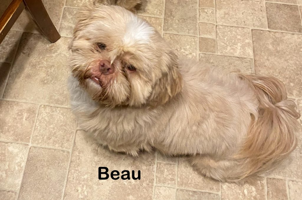 Shih Tzu Puppies for Sale Zeigler IL, Toy Poodle Puppies for Sale Zeigler IL, Shih Tzu Breeder in Zeigler IL, Toy Poodle Breeder in Zeigler IL, Healthy Shih Tzu Puppies for Sale, Top-Quality Toy Poodle Puppies, AKC Shih Tzu and Toy Poodles, Shih Tzu Puppies Near Me, Small Breed Puppies for Sale in Illinois, Hypoallergenic Shih Tzu and Toy Poodles