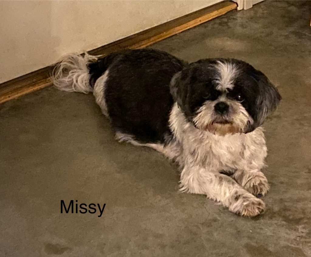 Shih Tzu Puppies for Sale Zeigler IL, Toy Poodle Puppies for Sale Zeigler IL, Shih Tzu Breeder in Zeigler IL, Toy Poodle Breeder in Zeigler IL, Healthy Shih Tzu Puppies for Sale, Top-Quality Toy Poodle Puppies, AKC Shih Tzu and Toy Poodles, Shih Tzu Puppies Near Me, Small Breed Puppies for Sale in Illinois, Hypoallergenic Shih Tzu and Toy Poodles